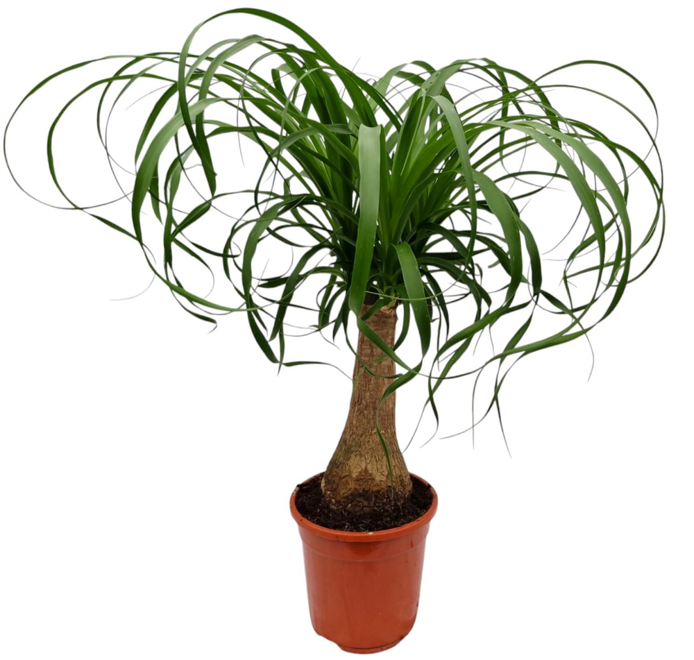 Beaucarnea 17 cm.