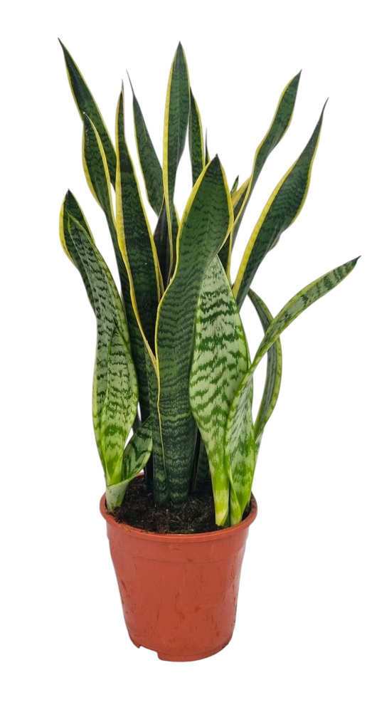 Sansevieria Laurentii 19 cm.