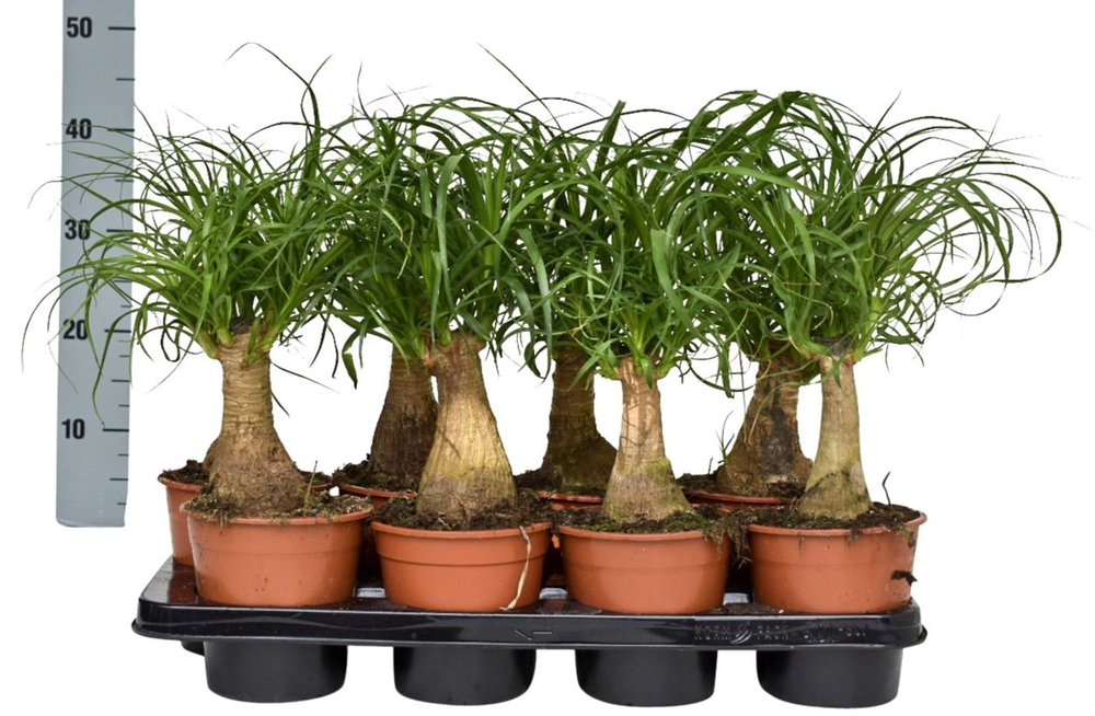 Beaucarnea 14 cm.