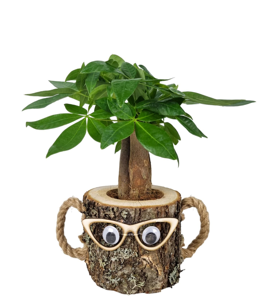 Pachira wood dude 12 cm.