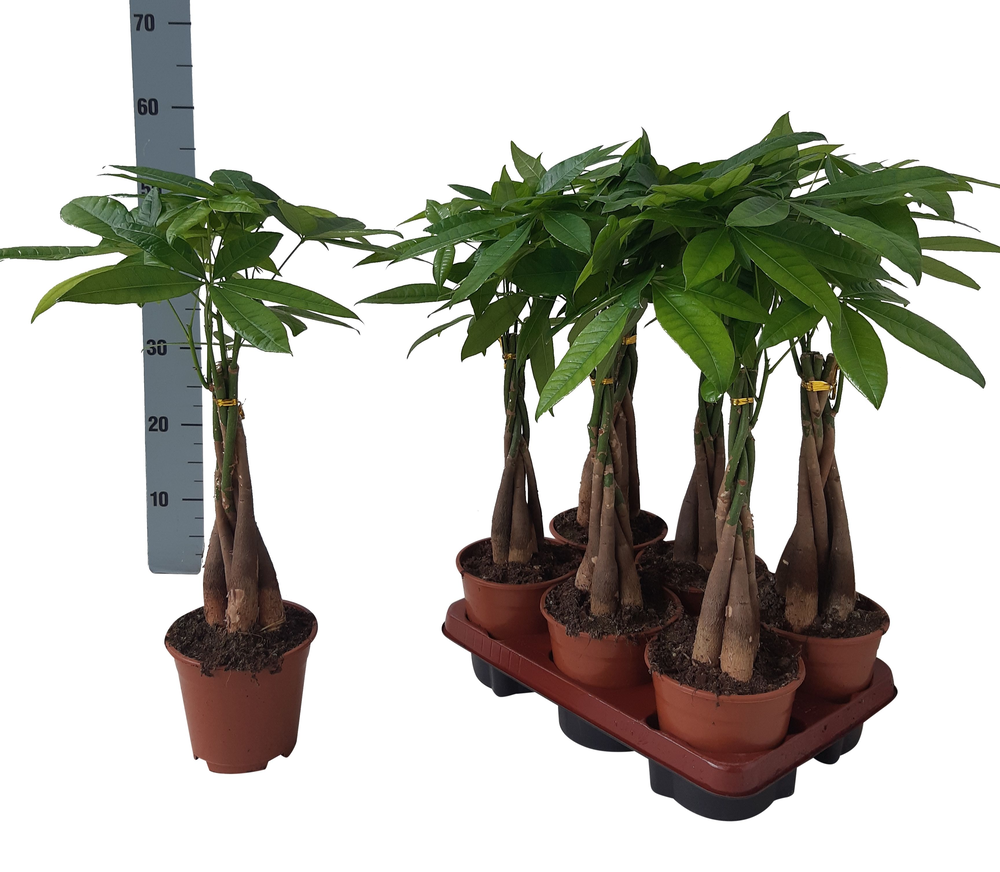 Pachira Aquatica 14 cm.