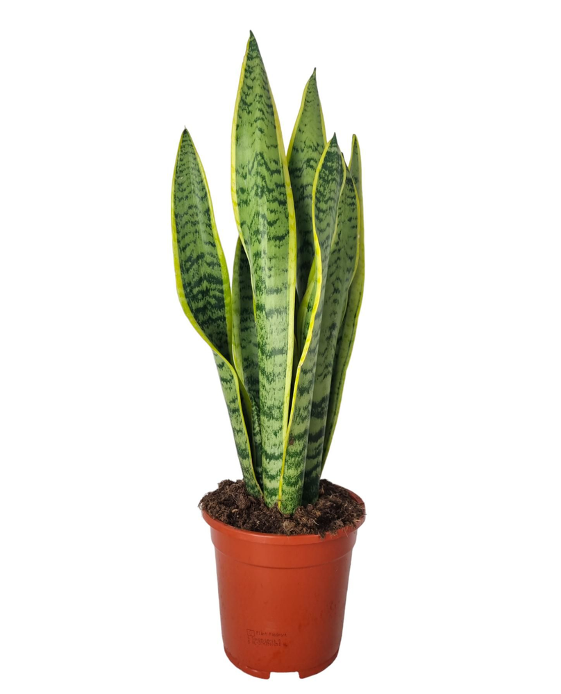 Sansevieria Laurentii 17 cm.