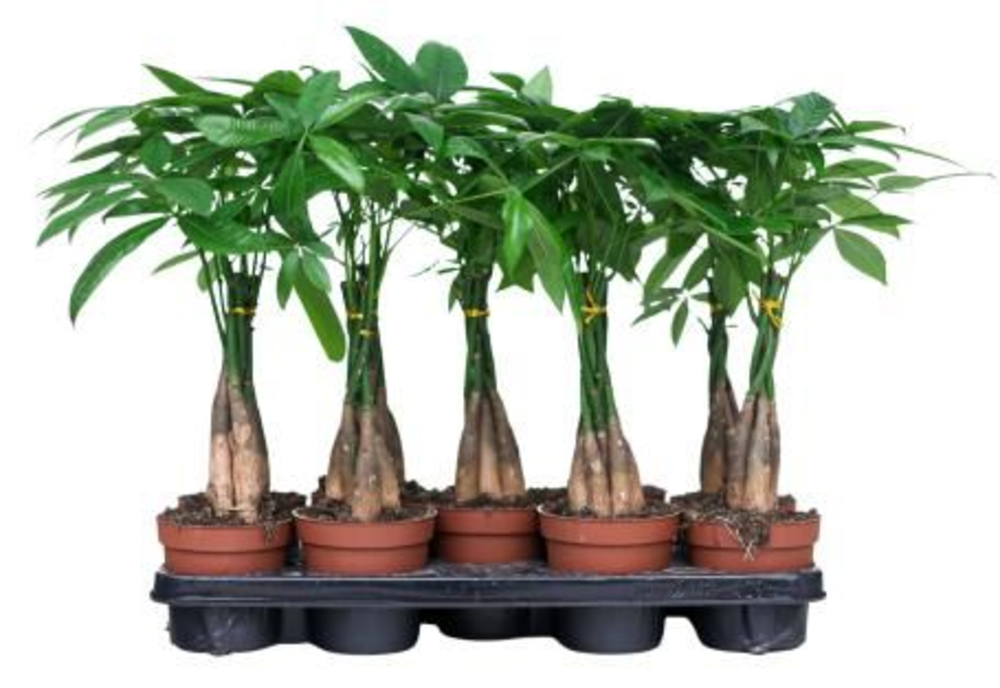 Pachira aquatica 12 cm gevlochten.