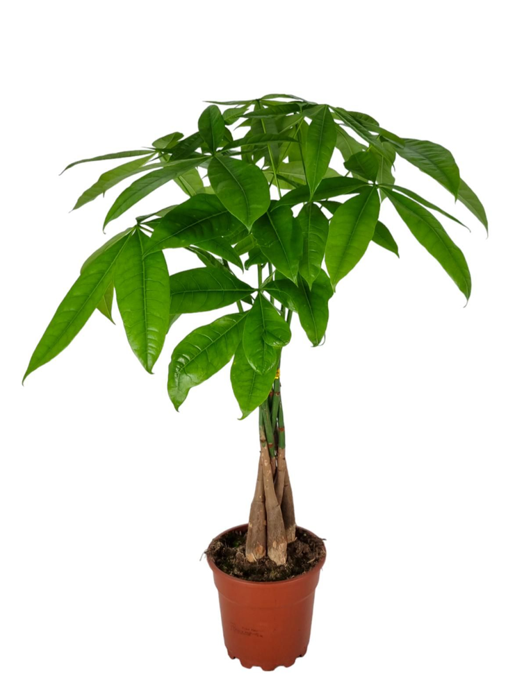 Pachira Aquatica 17 cm.
