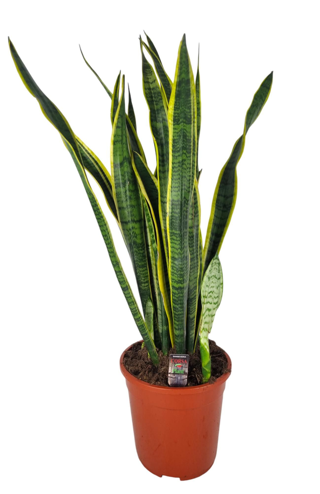 Sansevieria Laurentii 24 cm.