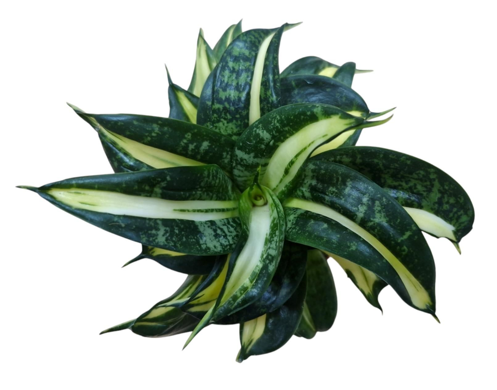 Sansevieria Spiral Star 9 cm.