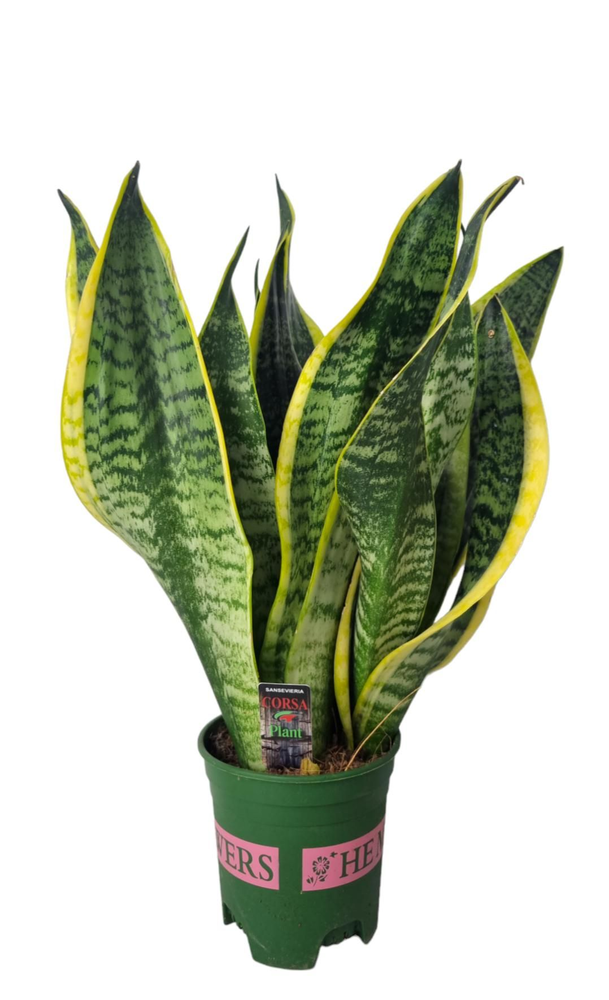 Sansevieria Superba 12 cm.