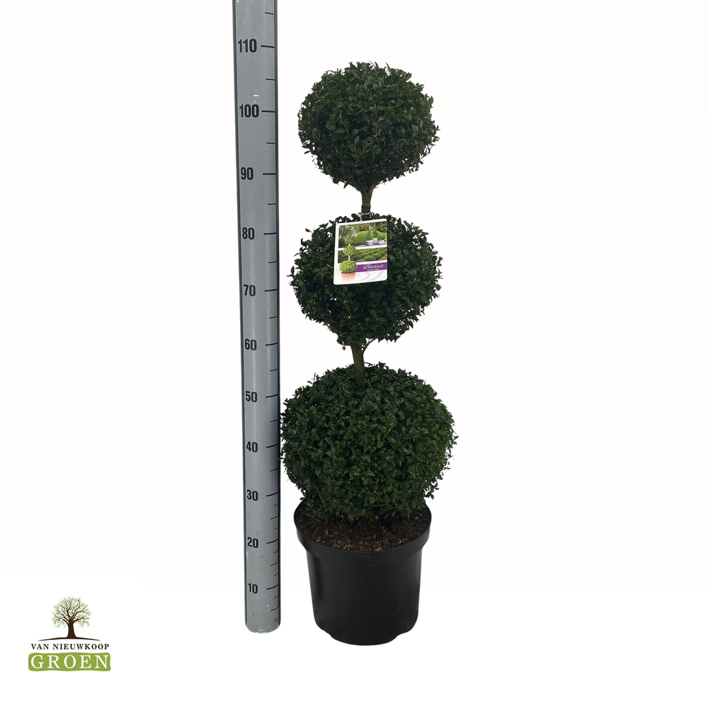 Buxus sempervirens Trio bol.