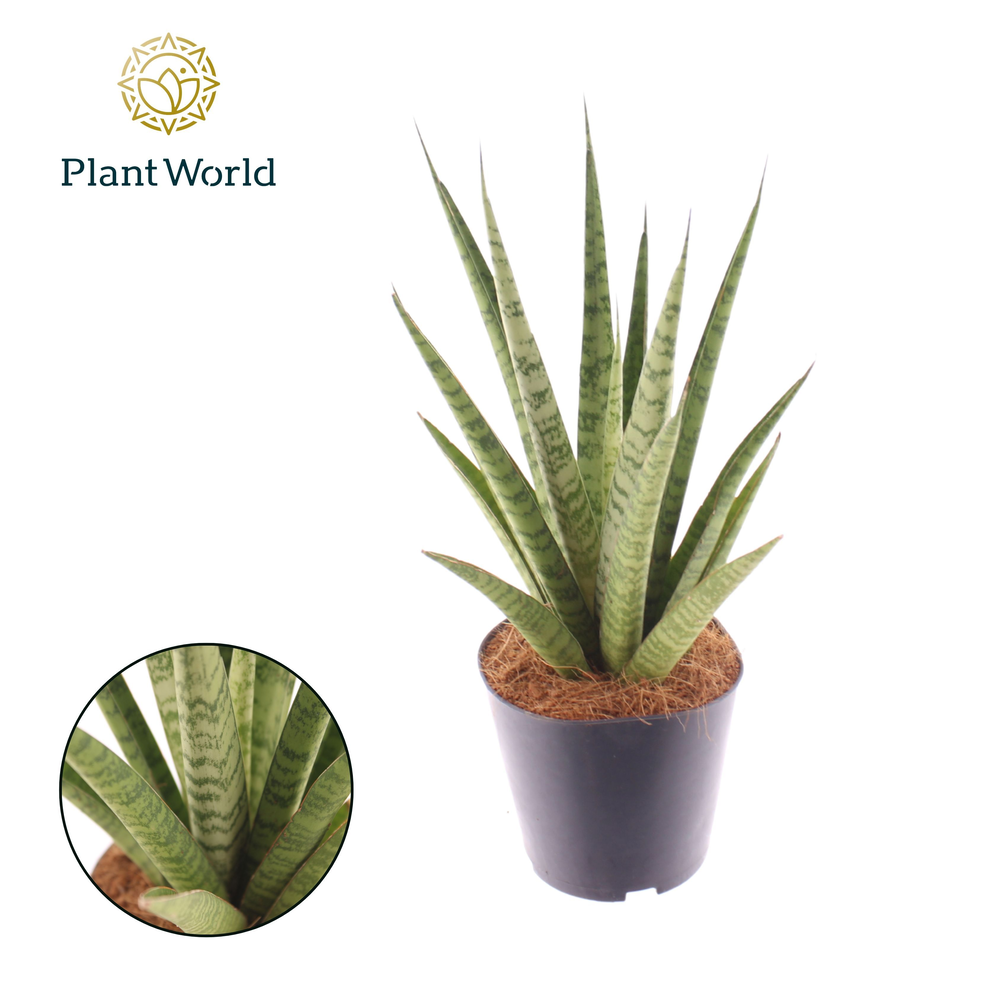 Sansevieria 'trifciata' Pineapple.