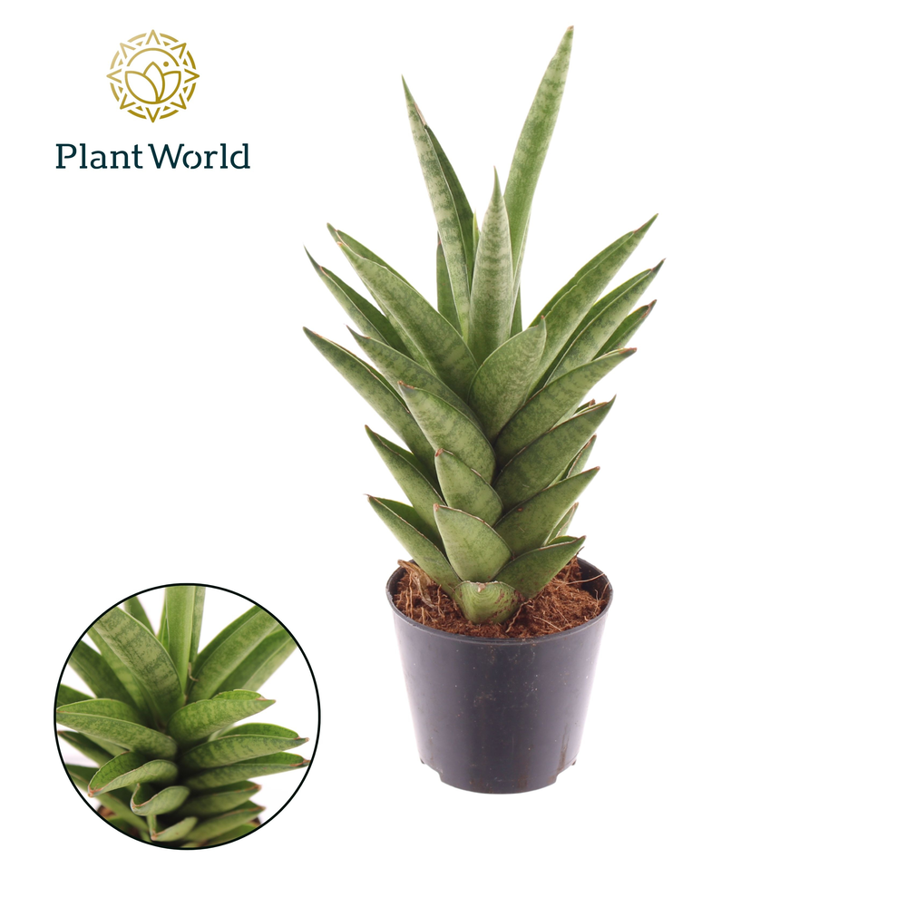Sansevieria 'Starshooter'.