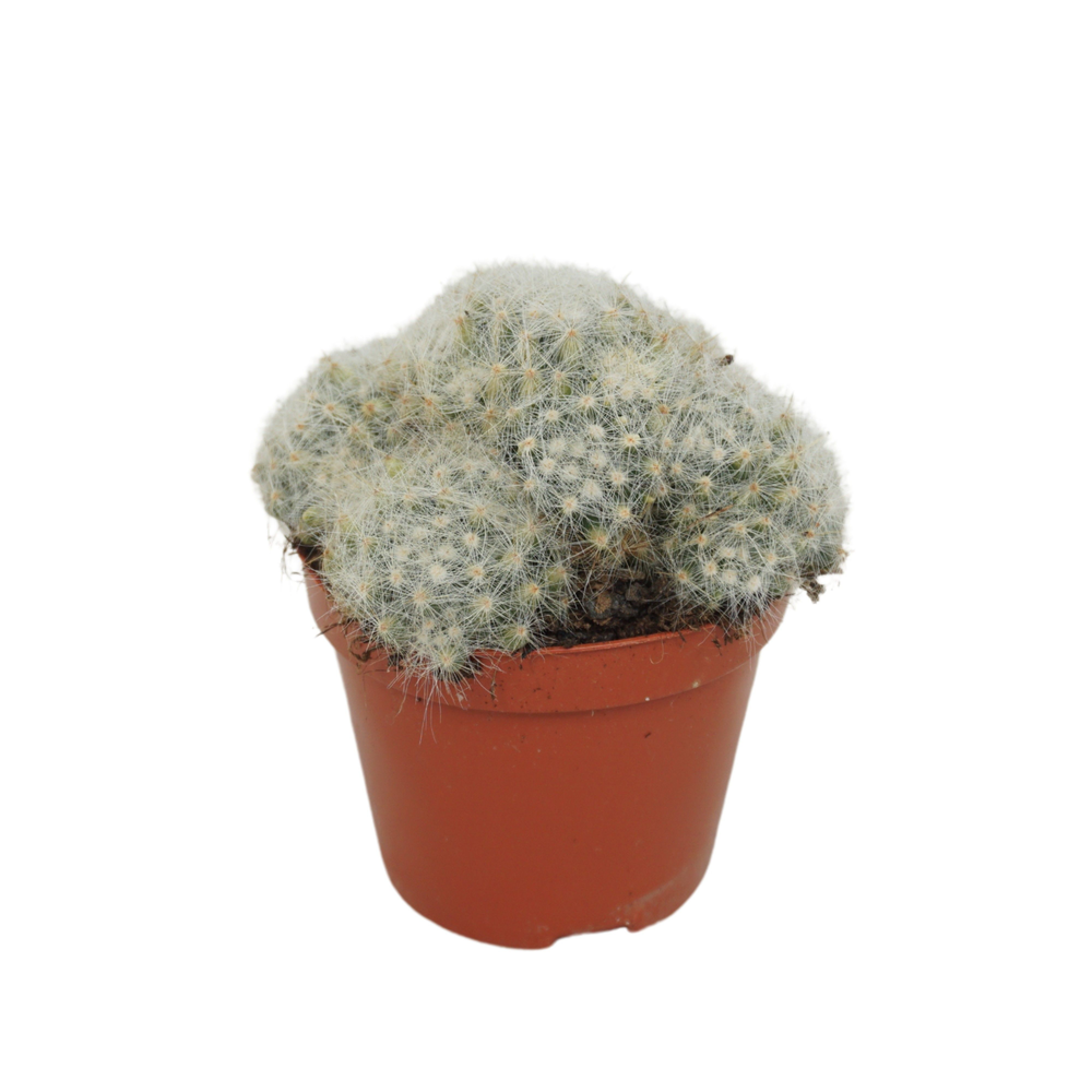 Mammillaria baumii 8,5 cm.