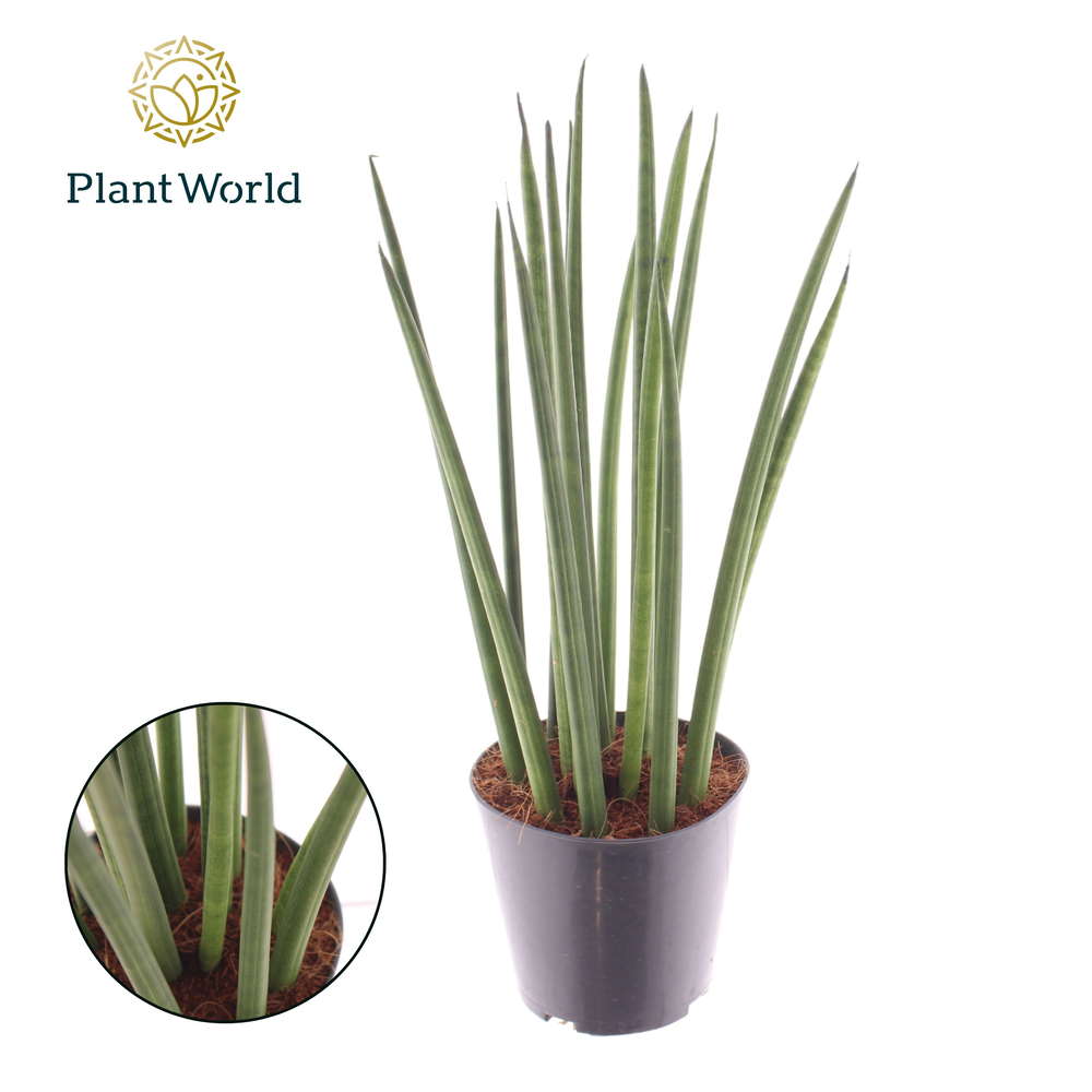 Sansevieria cylindrica 'Bacularis' / Mikado.