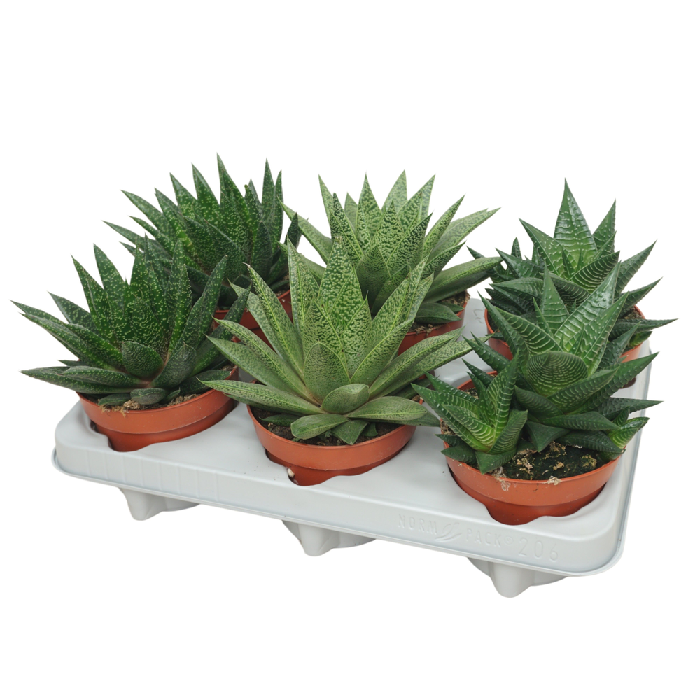 Haworthia/Gasteria mix 12 cm.