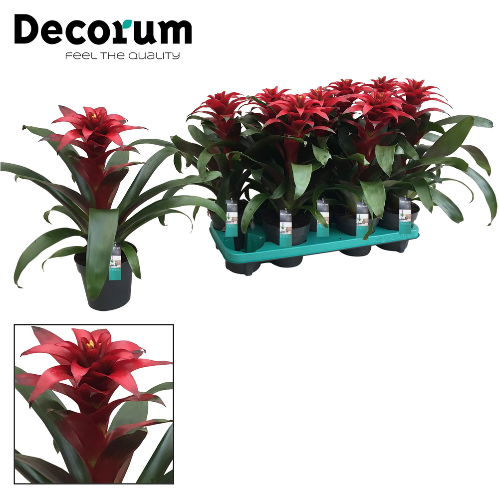 Guzmania Salinas Squarrosa (Decorum).