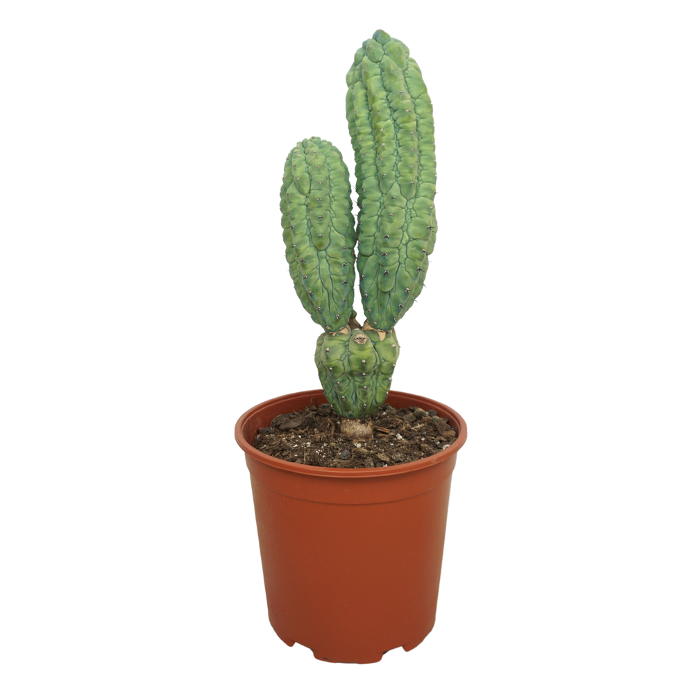 Myrtillocactus geometrizans cv. 'Glorp' 21 cm.