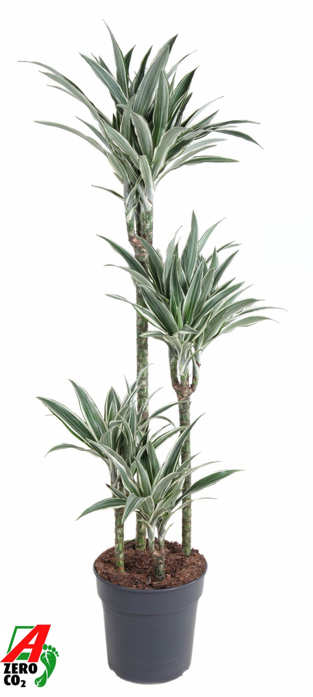 Dracaena White Stripe 90-60-30-15.