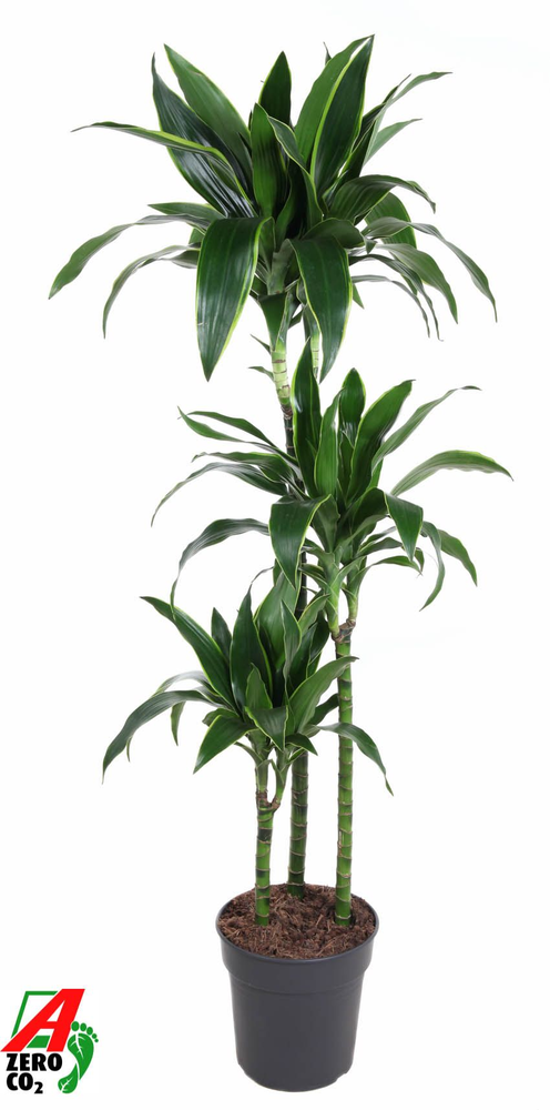 Dracaena Arturo 90-60-30.