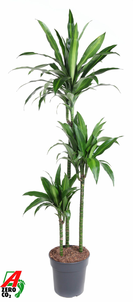 Dracaena Paloma 90-60-30.