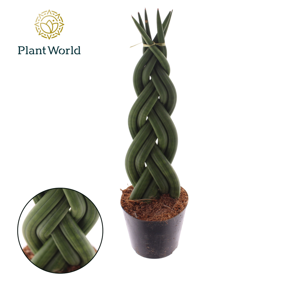 Sansevieria cylindrica 'Twist'.