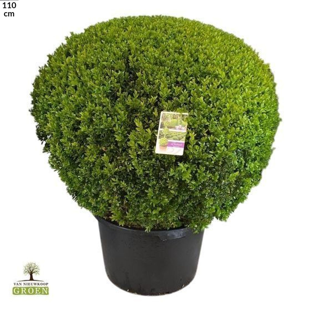 Buxus sempervirens Bol 95.