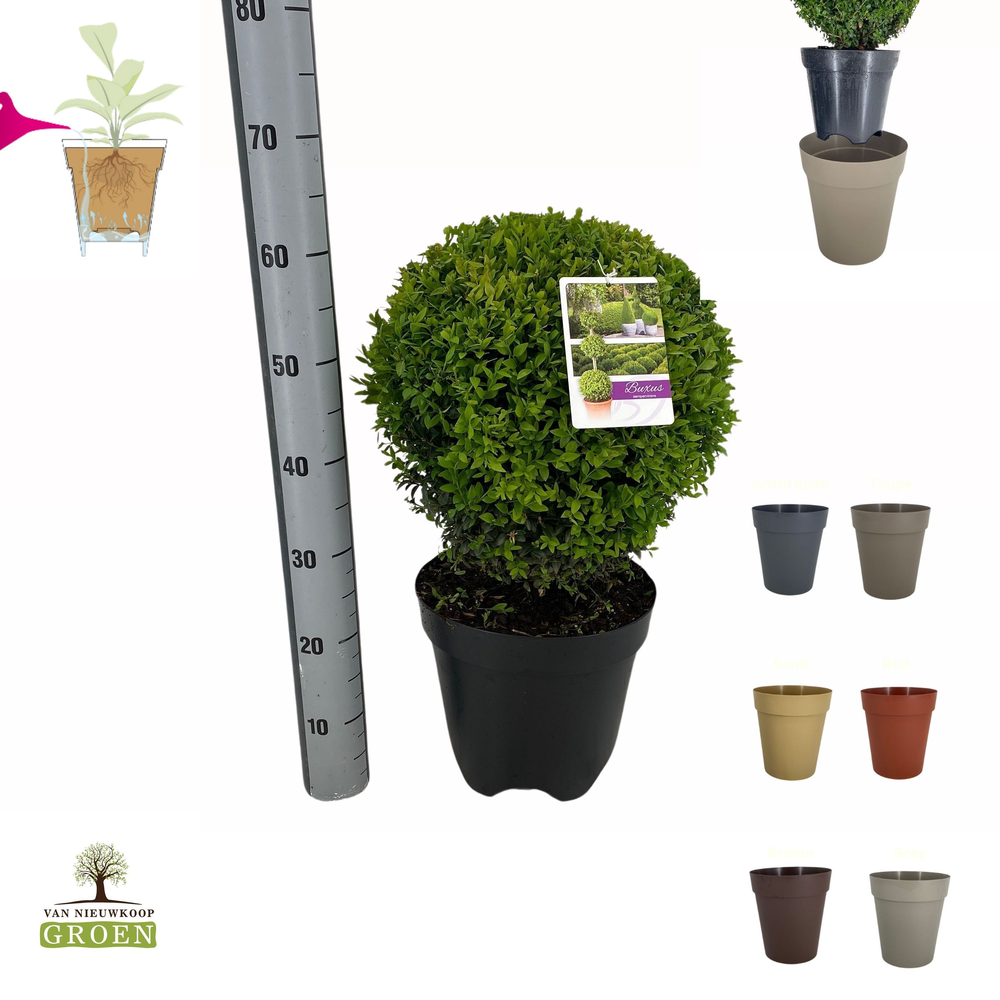 Buxus sempervirens Bol 35-40 11x.