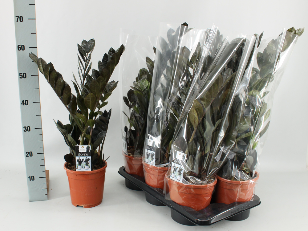 Zamioculcas Raven 17 cm.