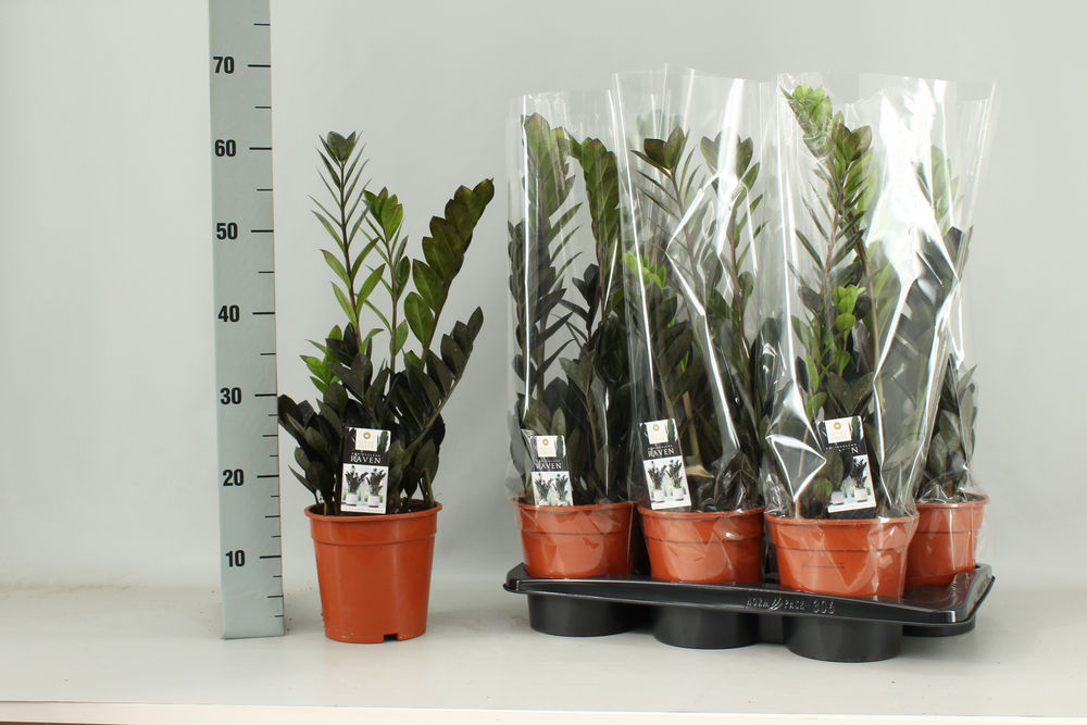 Zamioculcas Raven 17 cm.