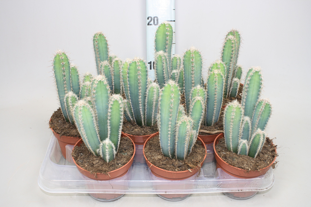 Cereus forbesii 10,5 cm.