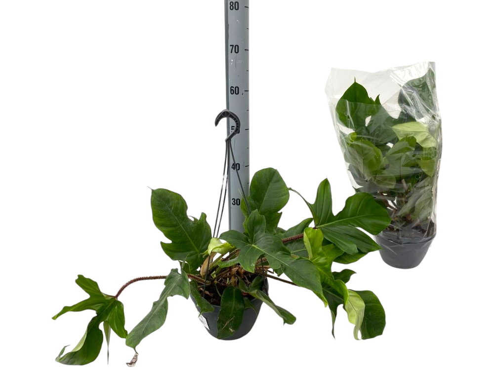 Philodendron Squamifer. BK20.