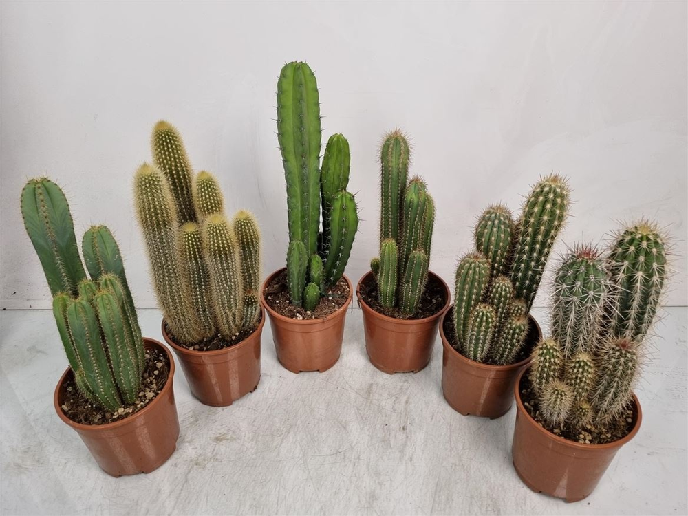 Cereus Mixdoos.
