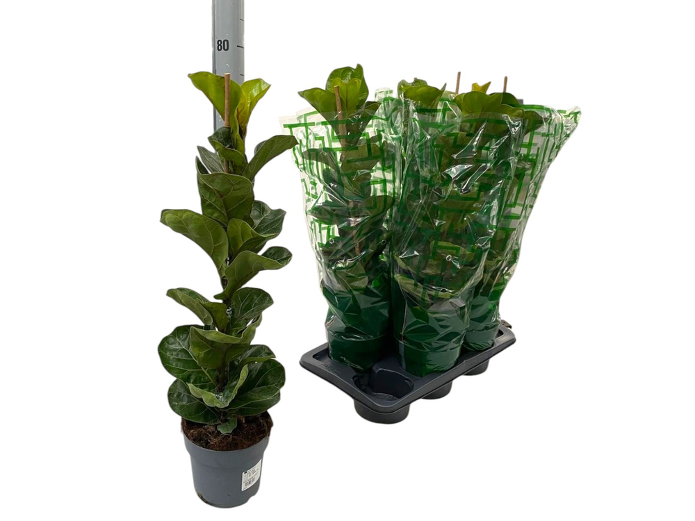 Ficus Lyrata Bambino P17.