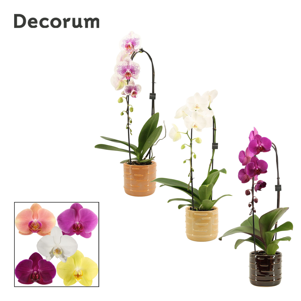 Phalaenopsis cascade 1 tak mix in Lois (Deco-colle.