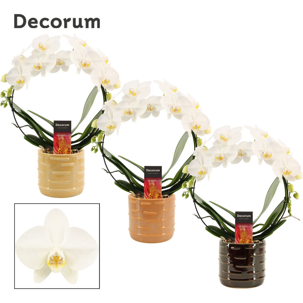 Phalaenopsis boog wit in Lois (Deco-collection).