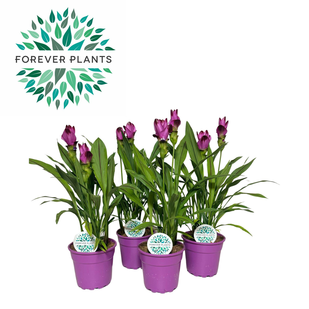 Curcuma Siam Splash p17.