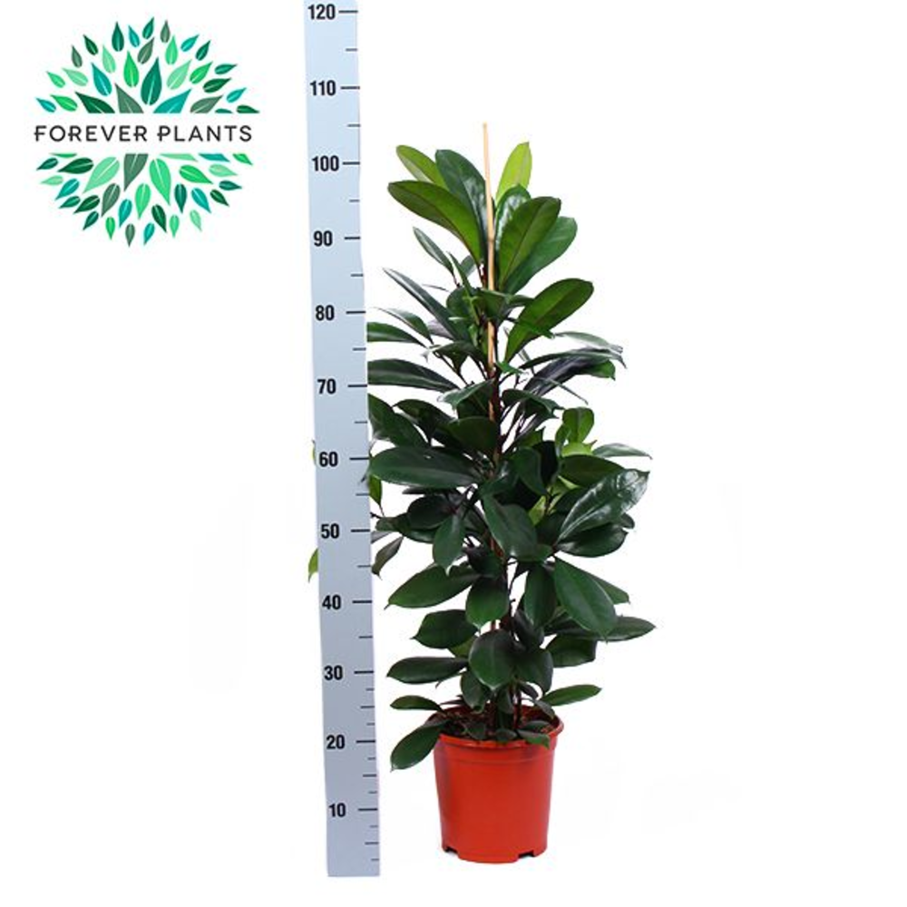 Ficus Cyathistipula p21.