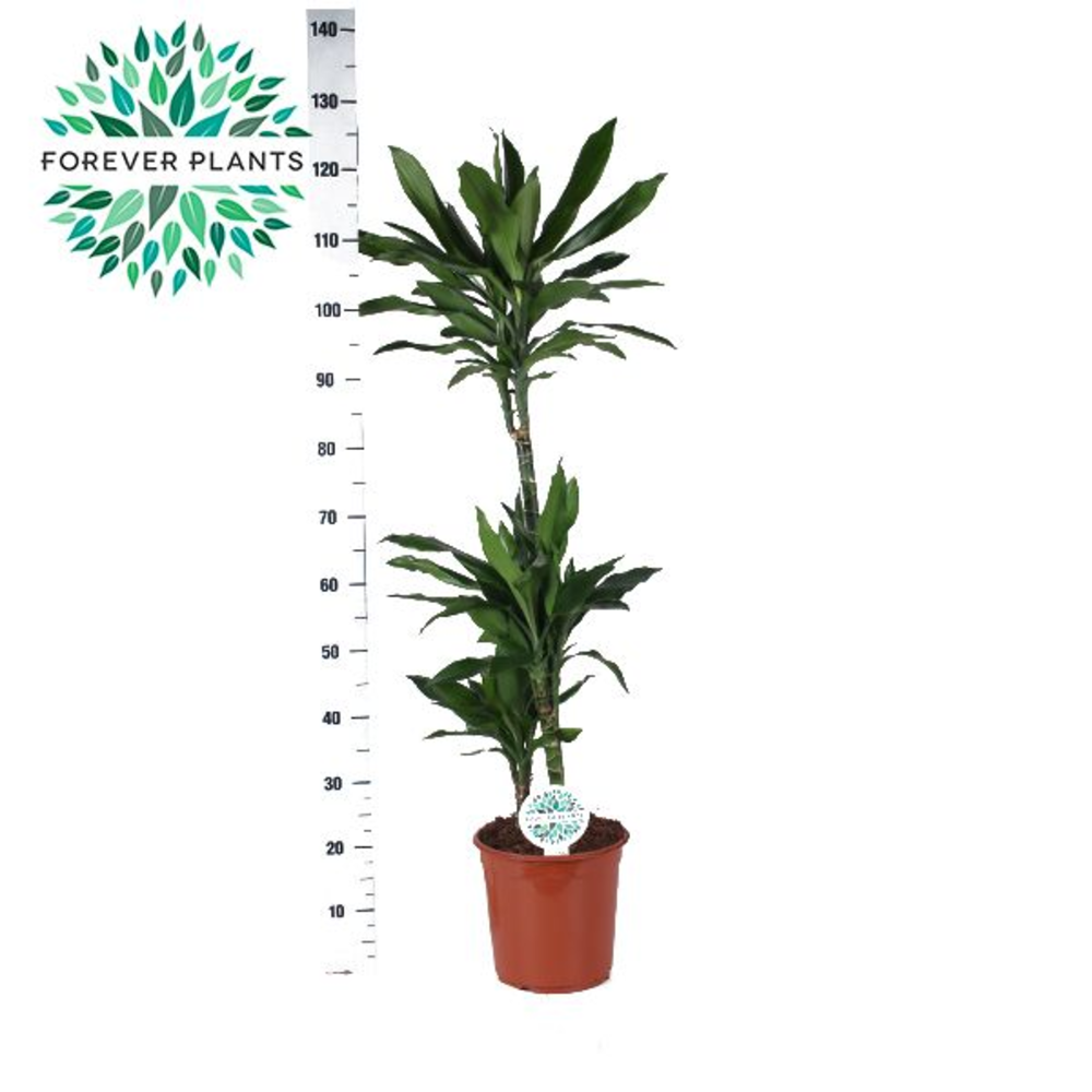 Dracaena Janet Lind p24, 75+30+10.