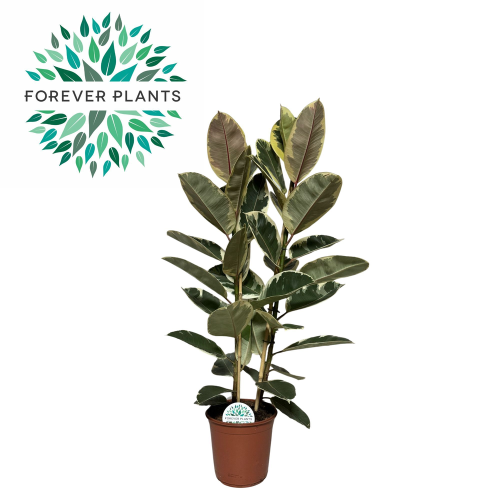Ficus Elastica Tineke p24 (2pp).