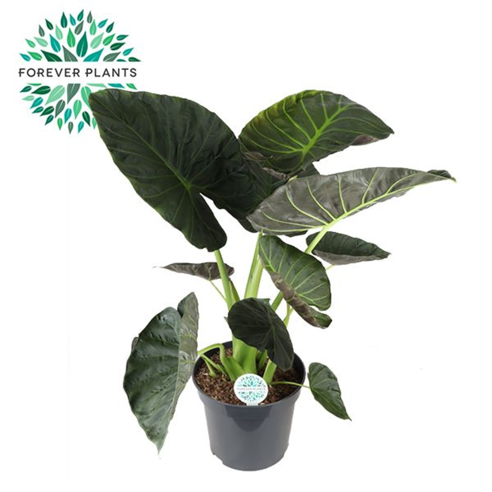 Alocasia Regal Shield p35.