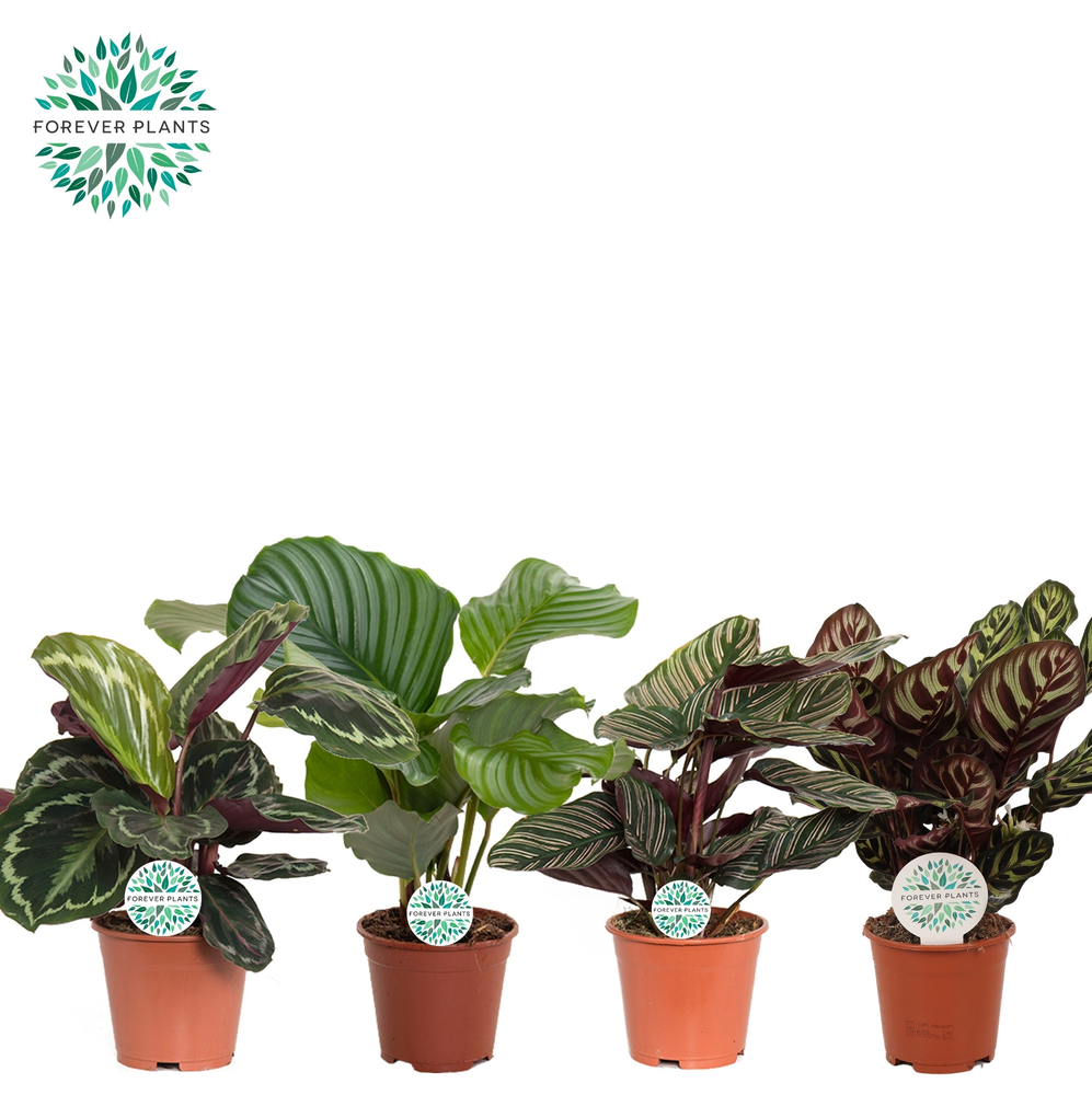 Calathea Gemengd p14.