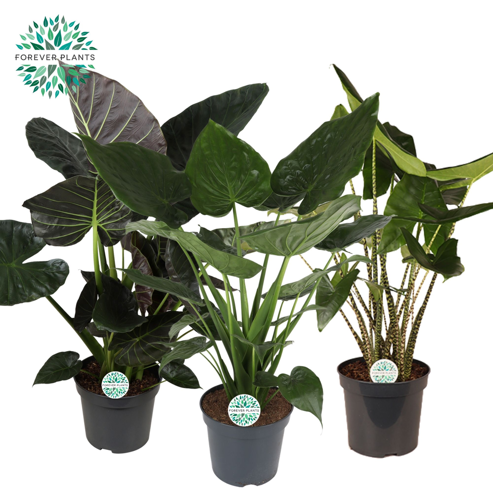 Alocasia Gemengd p35.