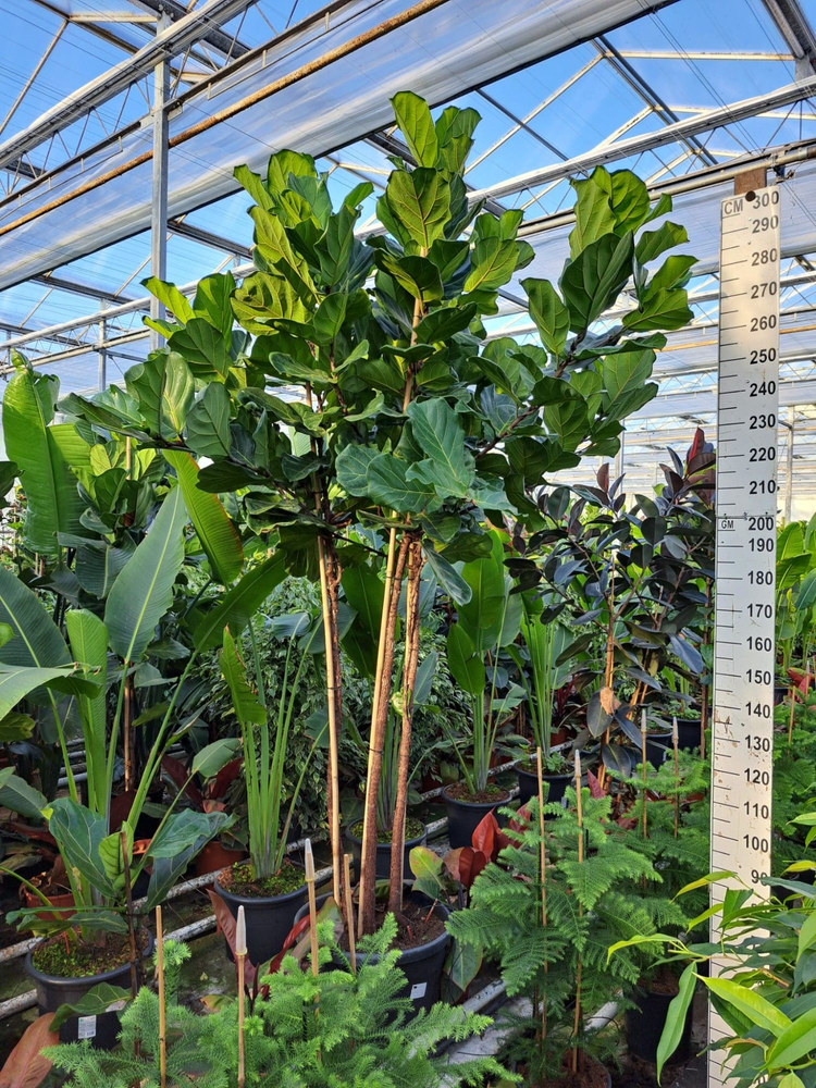 Ficus Lyrata trio stam 330.