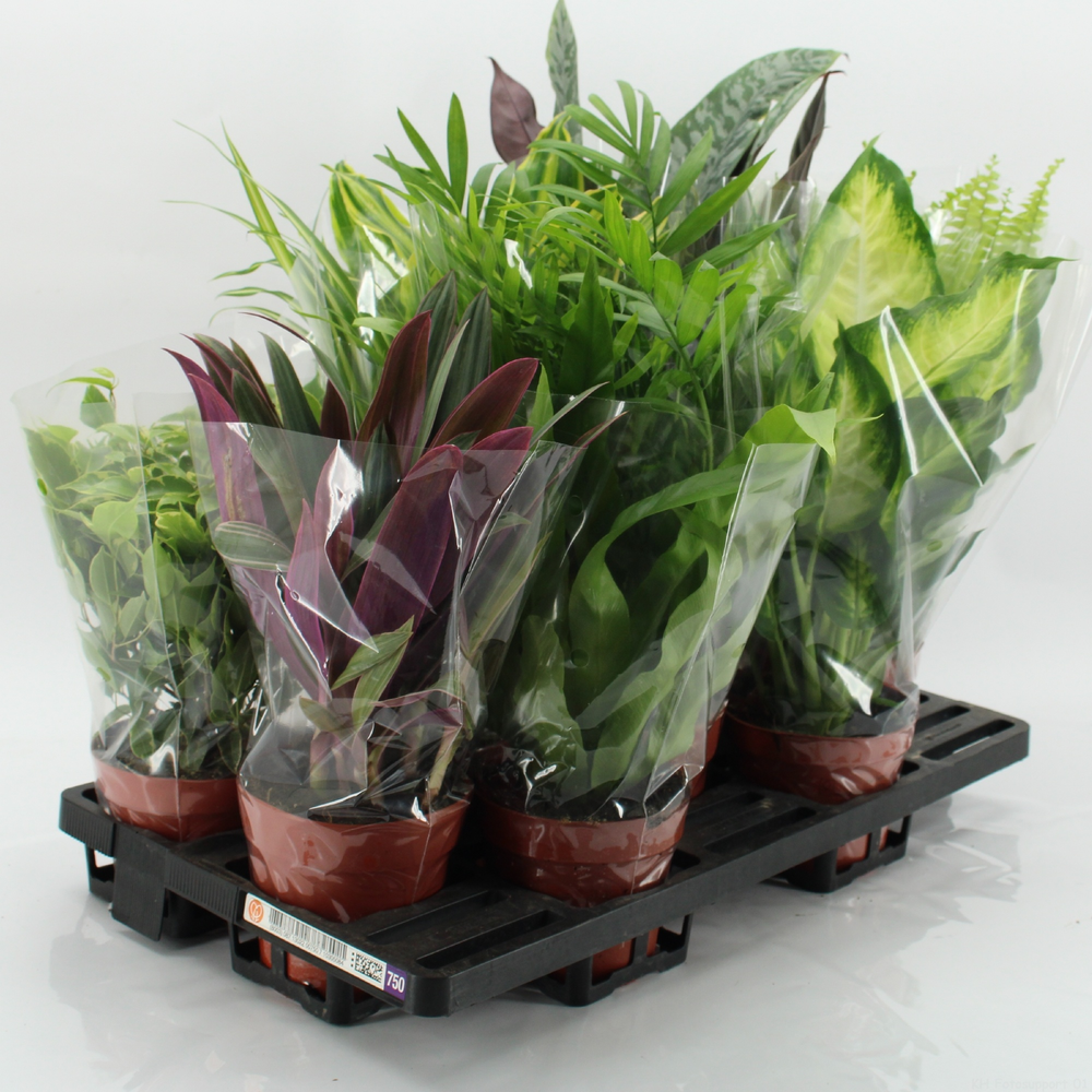 Z-10F Mixplanten Floratino.
