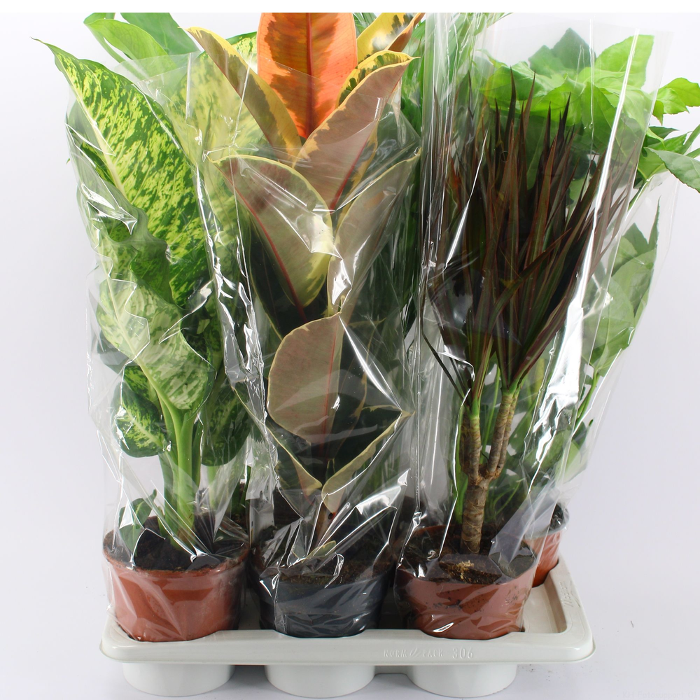 M-6 Mixtplanten in tray.