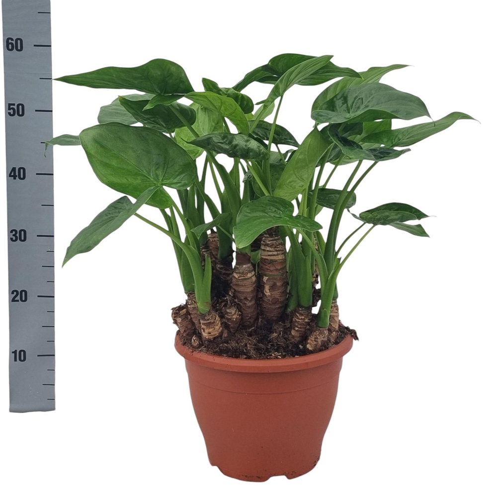 Alocasia Multitrunk Green 26 cm.