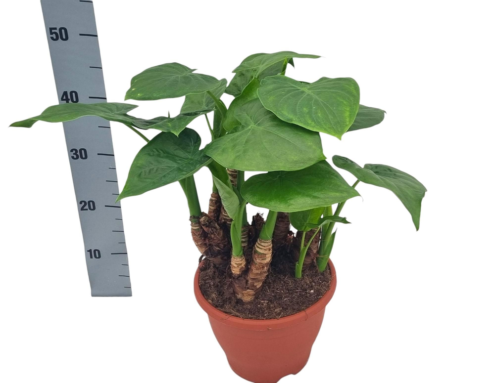 Alocasia multitrunk Green 23 cm.