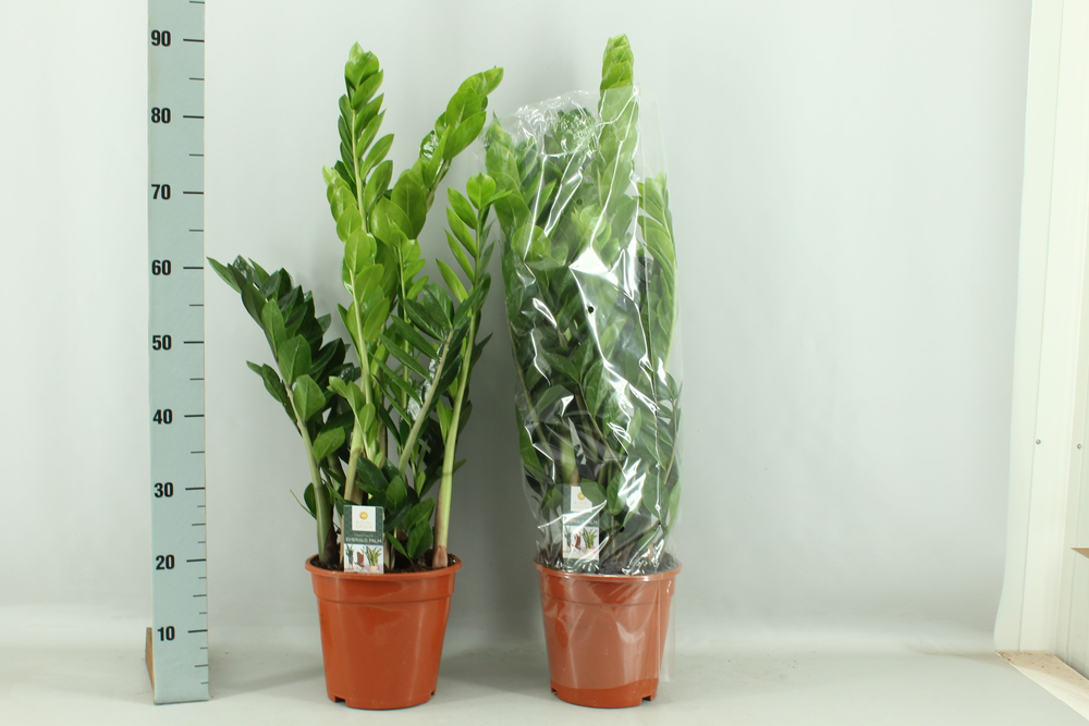 Zamioculcas 21cm.