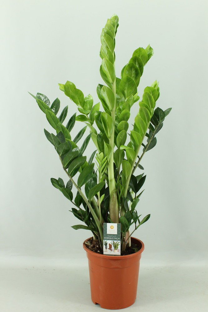 Zamioculcas 21cm.