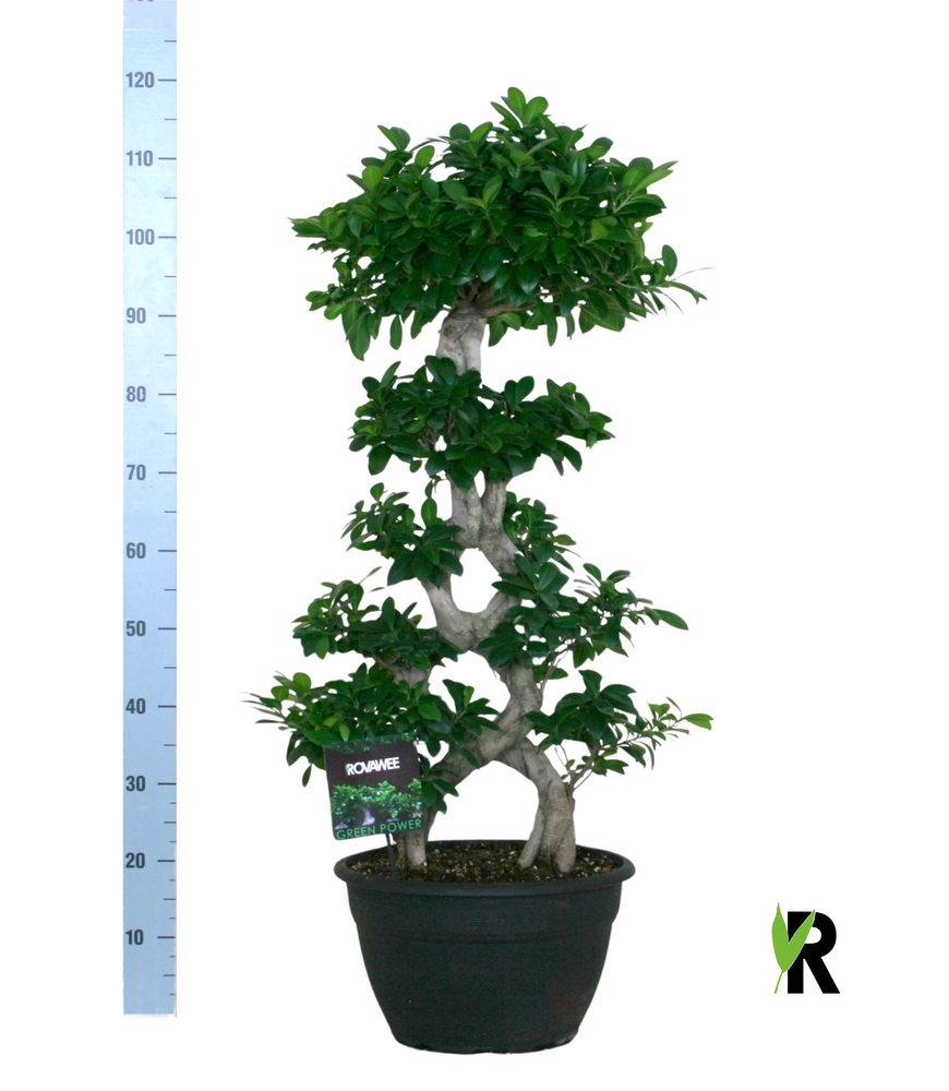 Ficus micr. 8-type.