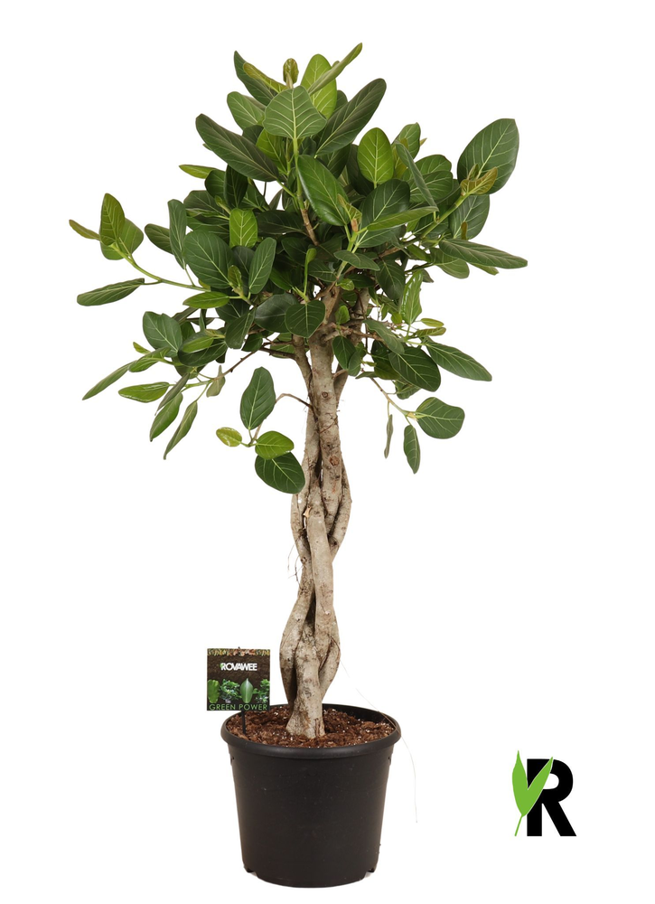 Ficus bengh Audrey melted braid.