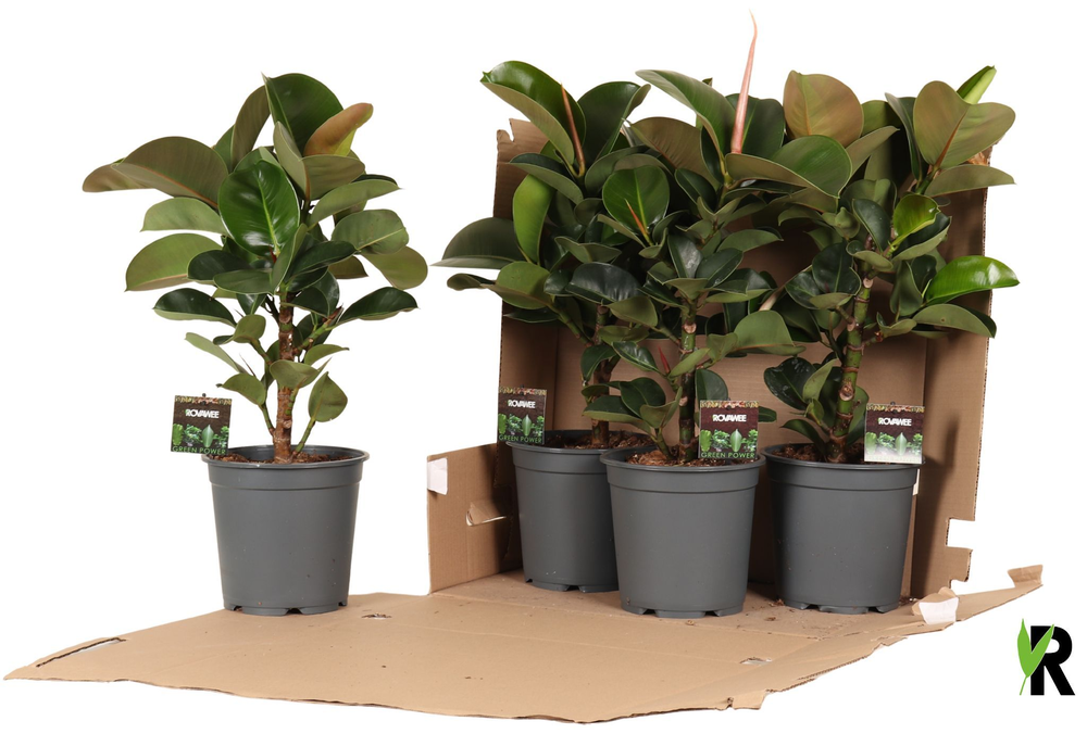 Ficus elast. Cloe vertakt in fust 352.